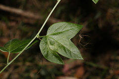 Passiflora herbertiana