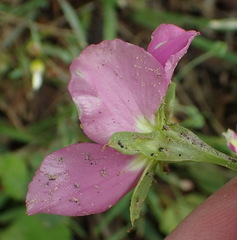 Sabatia campestris