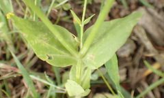 Sabatia campestris