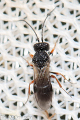 Cheloninae
