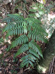 Cyathea borinquena