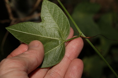 Passiflora herbertiana