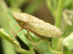 Aphrodes