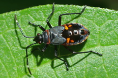 Dindymus versicolor