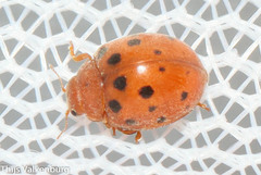 Subcoccinella vigintiquatuorpunctata