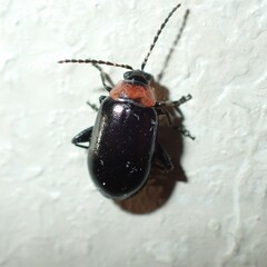 Disonycha xanthomelas