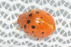 Subcoccinella vigintiquatuorpunctata
