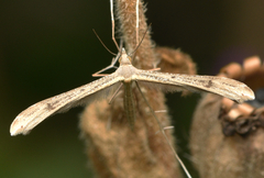 Stenoptilia bipunctidactyla