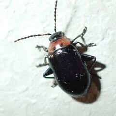 Disonycha xanthomelas