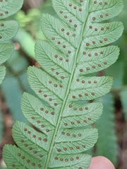 Cyathea borinquena