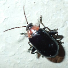 Disonycha xanthomelas