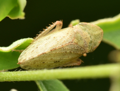 Aphrodes