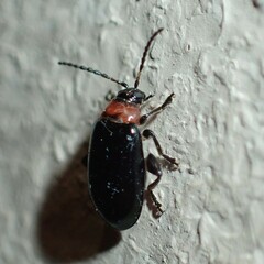 Disonycha xanthomelas