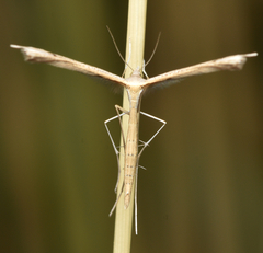 Stenoptilia bipunctidactyla