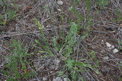 Oxytropis campestris