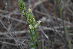 Oxytropis campestris