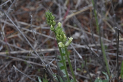 Oxytropis campestris