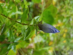 Gentiana platypetala