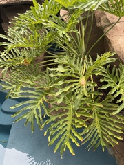 Thaumatophyllum xanadu