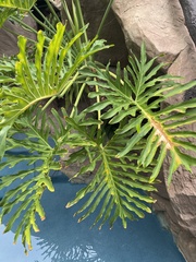 Thaumatophyllum xanadu