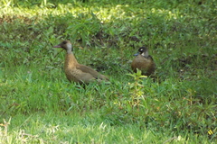 Amazonetta brasiliensis