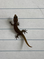 Sphaerodactylus notatus
