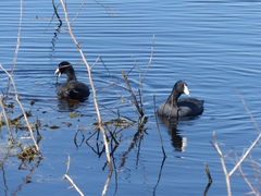 Fulica americana image