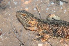 Pogona vitticeps