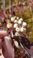 Cornus racemosa