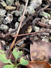 Sphaerodactylus notatus