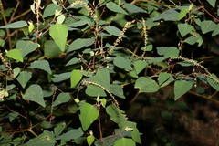 Homalanthus stillingiifolius