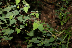 Homalanthus stillingiifolius