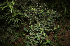 Homalanthus stillingiifolius