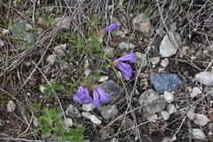 Penstemon fruticosus