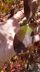 Cornus racemosa