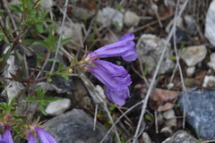 Penstemon fruticosus