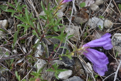 Penstemon fruticosus