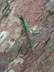 Anolis evermanni