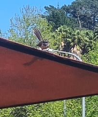 Rhipidura fuliginosa placabilis