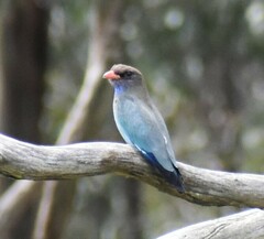 Eurystomus orientalis