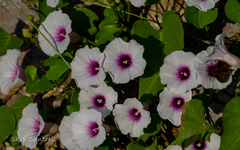 Ipomoea amnicola