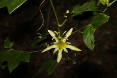 Passiflora herbertiana
