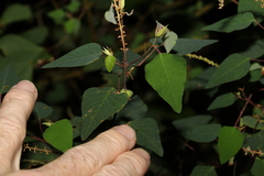 Homalanthus stillingiifolius