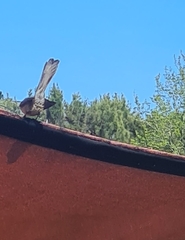 Rhipidura fuliginosa placabilis