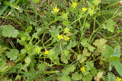 Ranunculus muricatus