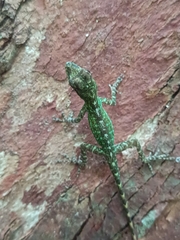 Anolis evermanni