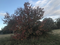 Pyrus ussuriensis