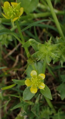 Ranunculus muricatus