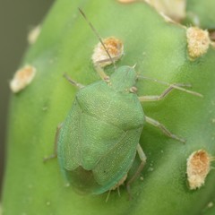 Chlorochroa opuntiae