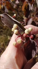 Cornus racemosa